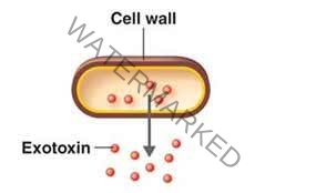 Exotoxin, Bacteria, Metabolic Product, Pharmapedia, The Pharmapedia