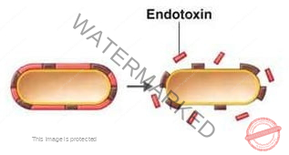 Endotoxin, Pharmapedia, The Pharmapedia