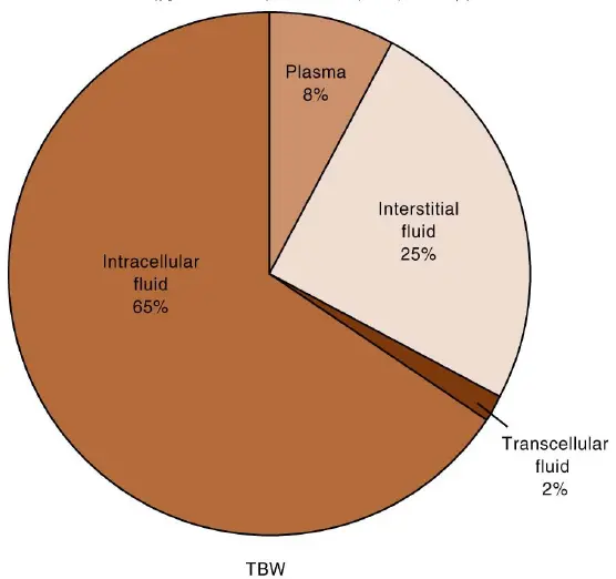 Total body water, ICF, ECF, transcellular, Intracellular, Interstitial, Plasma